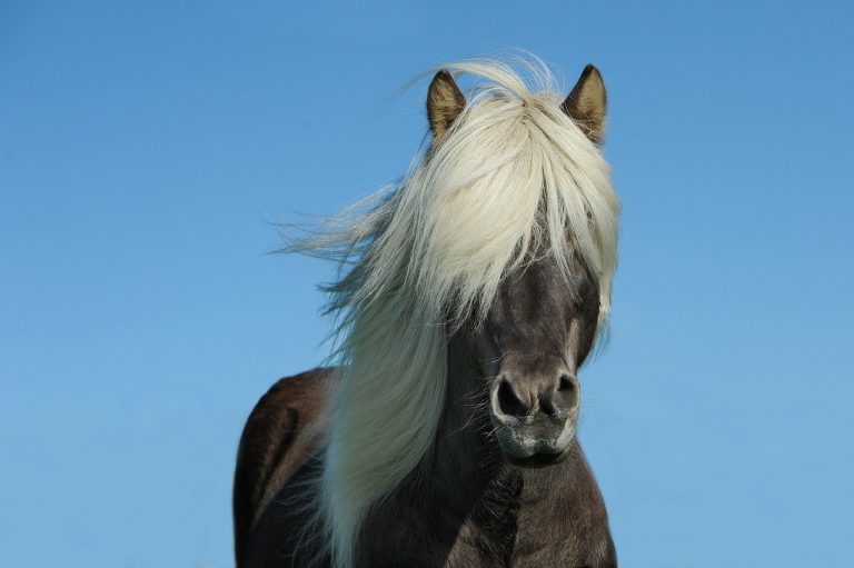 horse 1330690 1280 768x511