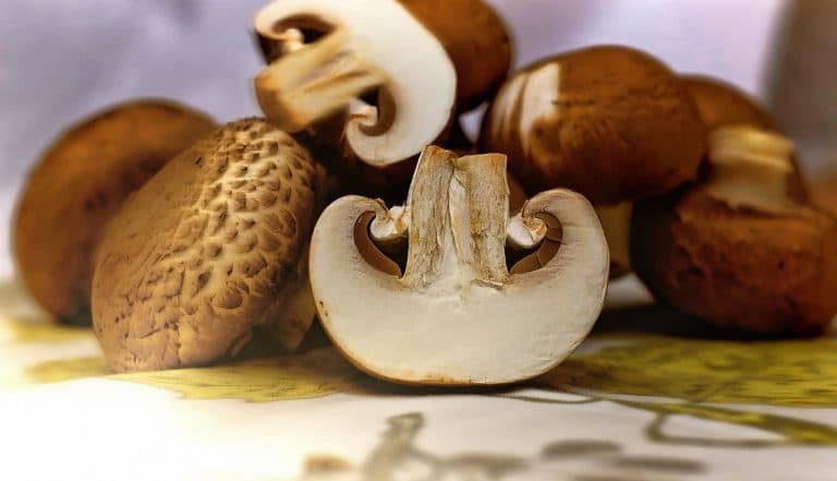 mushrooms 1167181 1280 768x441