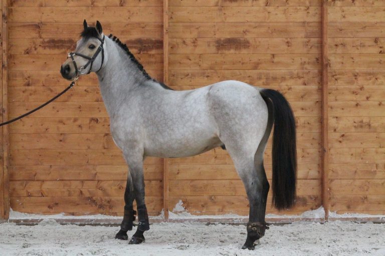 pony 2430507 1920 768x512